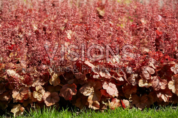 Heuchera Pink Pearls