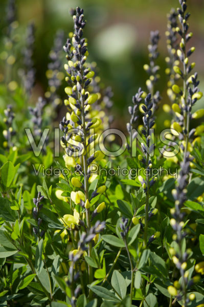 Baptisia Lemon Meringue