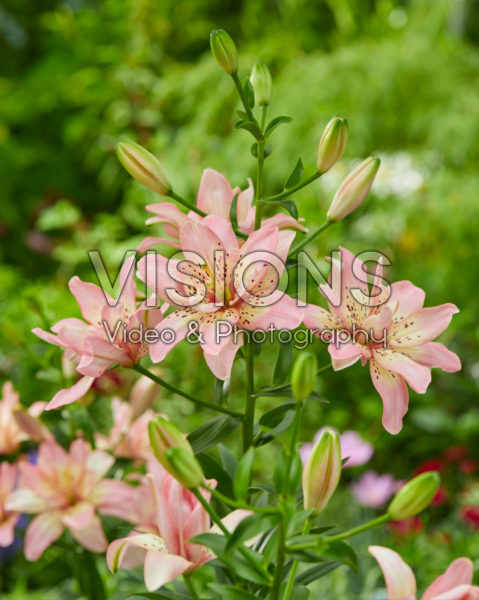 Lilium Noelle's Favorite