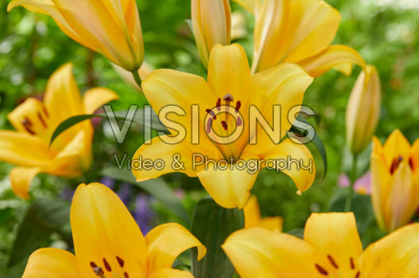 Lilium Terrasol
