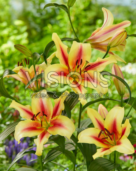 Lilium Lavon Lilium Lavon