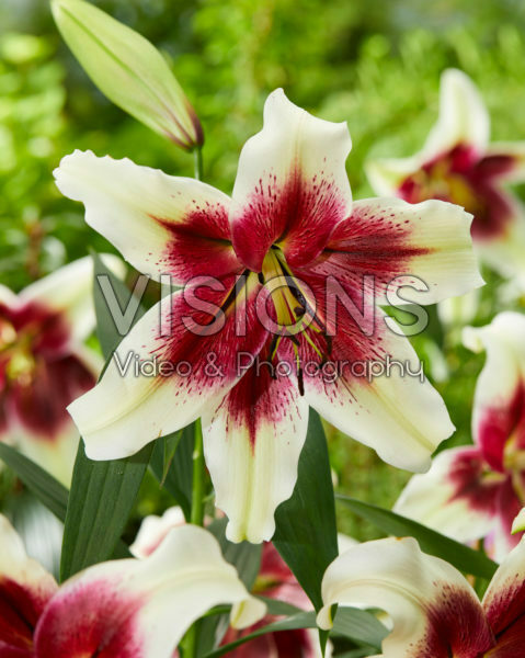 Lilium Zeba Lilium Zeba