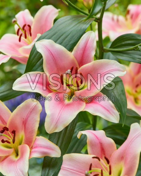 Lilium Cimone