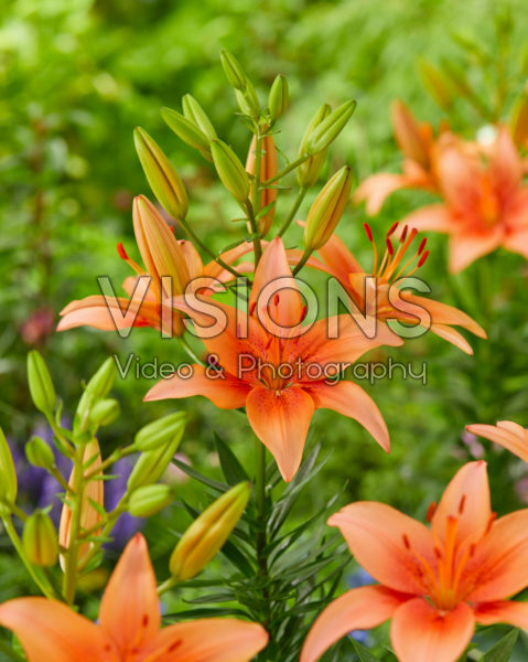 Lilium Bente's Favorite