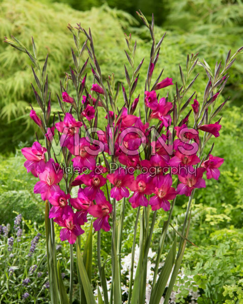 Gladiolus Whistling Jack