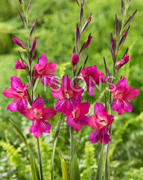 Gladiolus Whistling Jack
