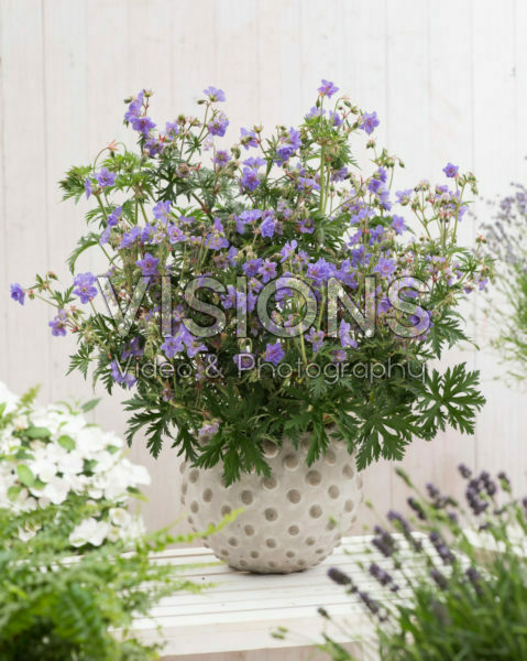 Geranium 347-135-146 00
