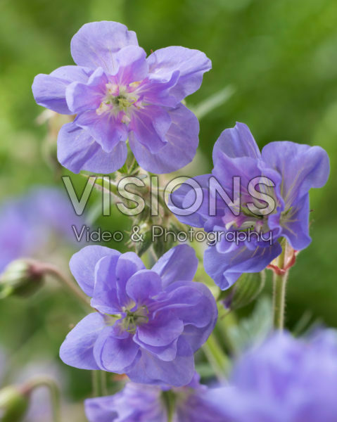 Geranium 347-135-146 00 Geranium 347-135-146 00