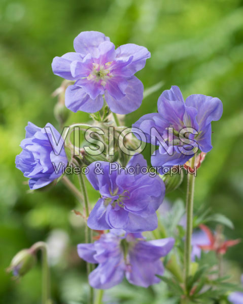 Geranium 347-135-146 00 Geranium 347-135-146 00