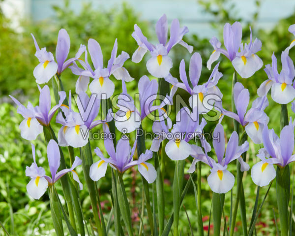 Iris Skylight Iris Skylight