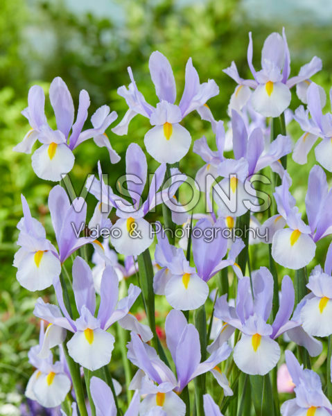 Iris Skylight Iris Skylight