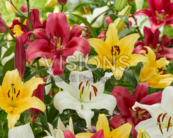 Lilium OT mix