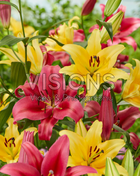 Lilium Corcovado, Palazzo