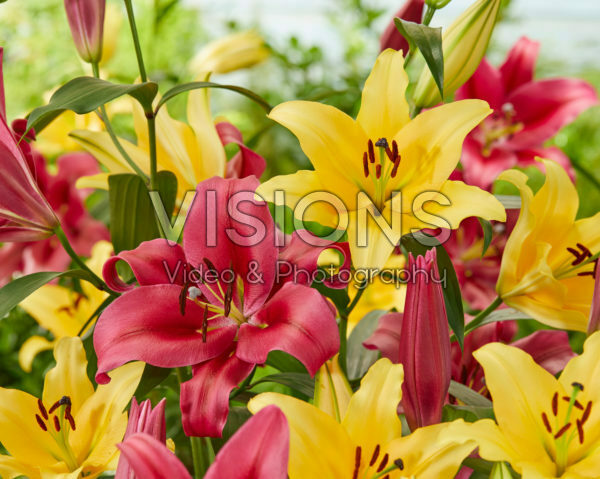 Lilium Corcovado, Palazzo