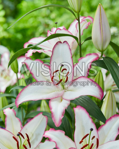 Lilium The Edge Lilium The Edge
