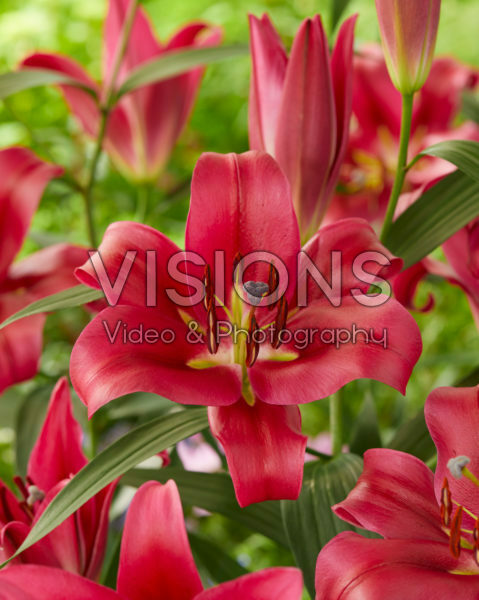 Lilium Red Desire Lilium Red Desire