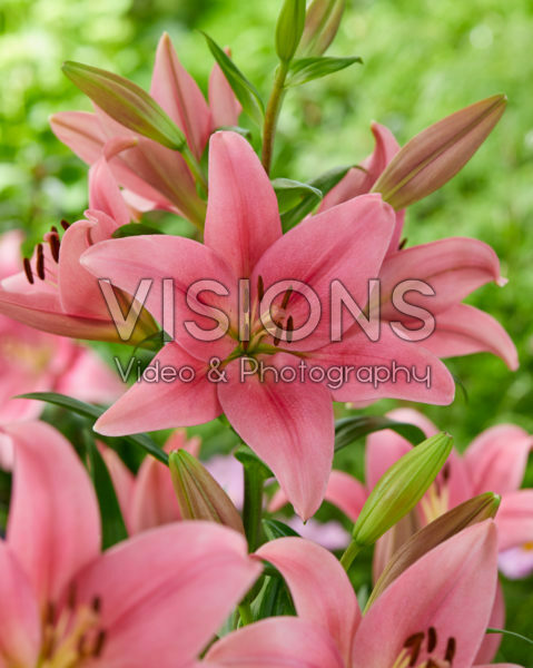 Lilium Boardwalk