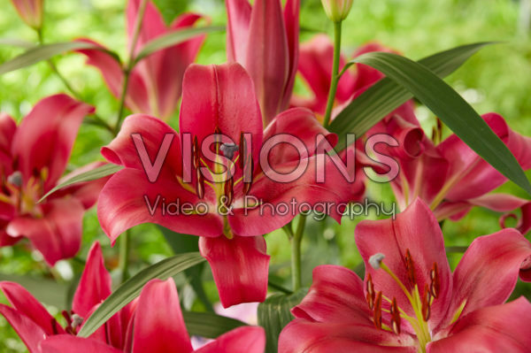 Lilium Red Desire Lilium Red Desire