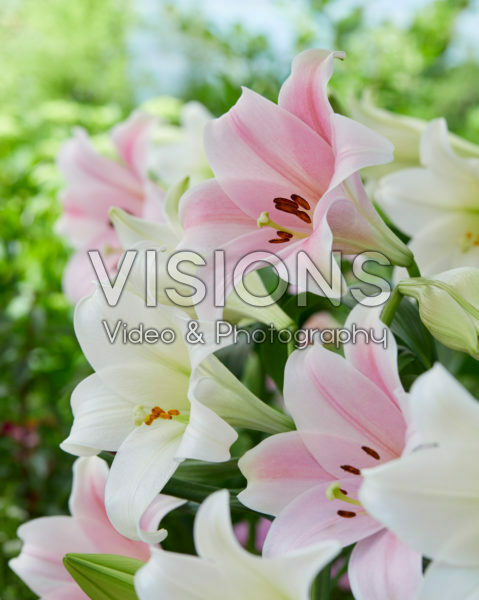 Lilium Cali, White Heaven