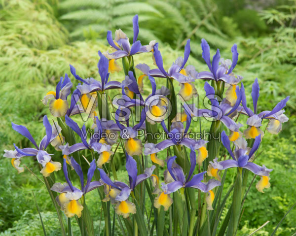 Iris Miss Saigon Iris Miss Saigon