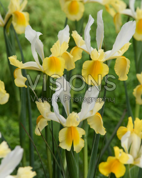 Iris Montecito Iris Montecito
