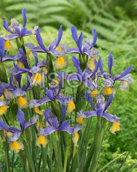 Iris Miss Saigon Iris Miss Saigon