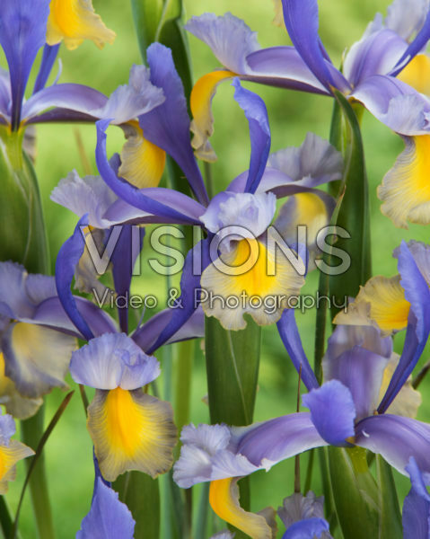 Iris Miss Saigon Iris Miss Saigon