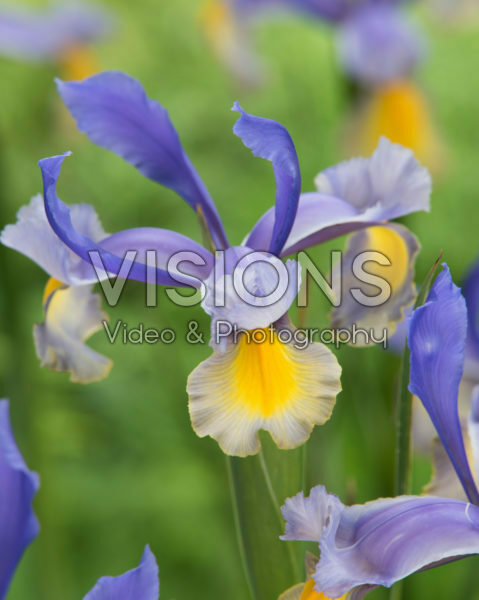 Iris Miss Saigon