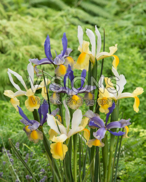 Iris Mysterious Rainbow Mix