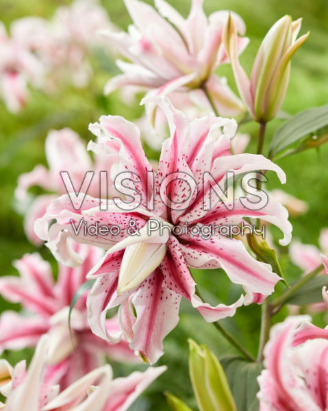 Lilium Magic Star