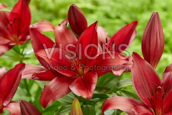 Lilium Fremont Lilium Fremont