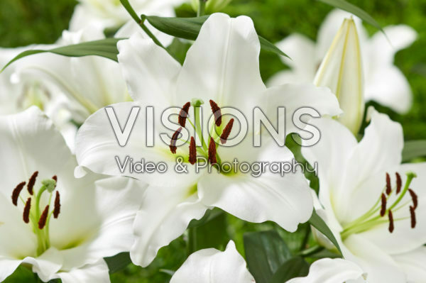Lilium Maytime Lilium Maytime