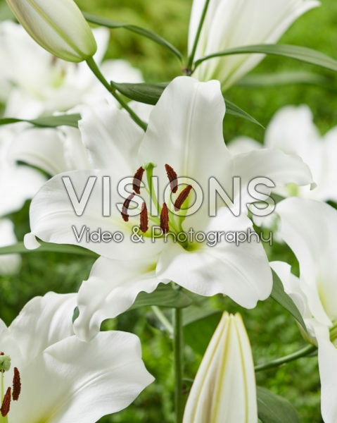 Lilium Maytime