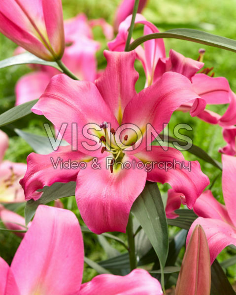 Lilium Maldano