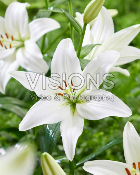 Lilium Arcachon