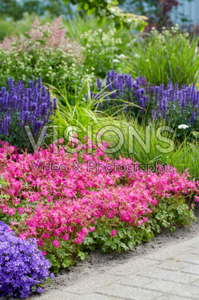 Geranium Rotteveel Geranium Rotteveel