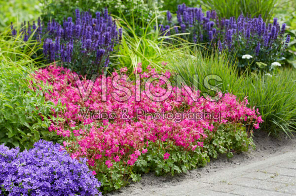 Geranium Rotteveel Geranium Rotteveel