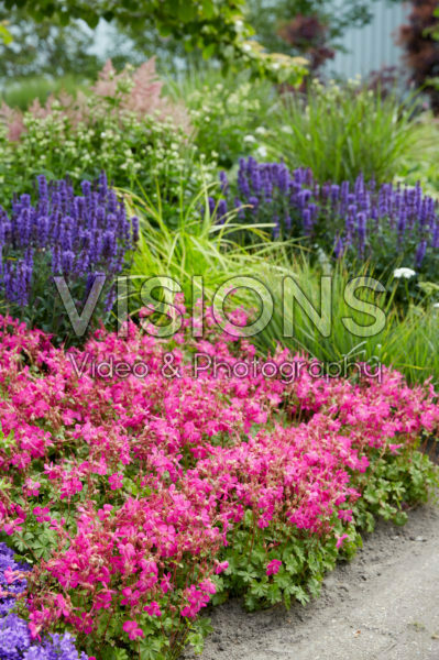 Geranium Rotteveel