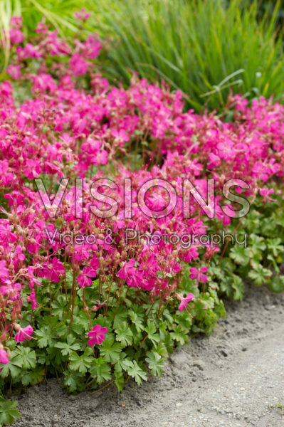 Geranium Rotteveel Geranium Rotteveel