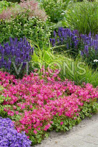Geranium Rotteveel Geranium Rotteveel