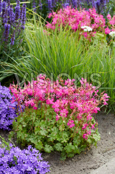 Geranium Rotteveel Geranium Rotteveel