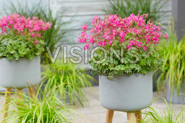 Geranium Rotteveel Geranium Rotteveel