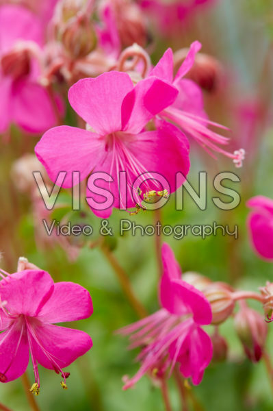 Geranium Rotteveel Geranium Rotteveel
