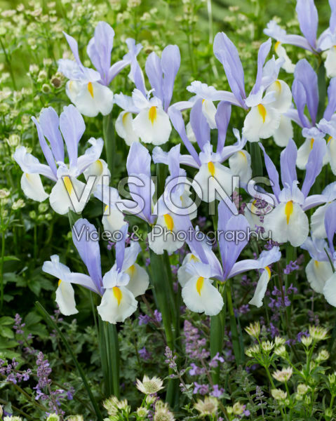 Iris Silvery Beauty Iris Silvery Beauty