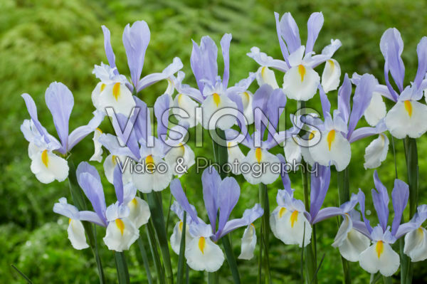 Iris Silvery Beauty