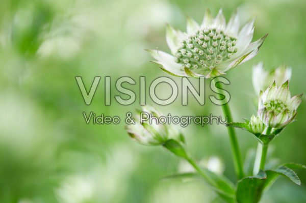 Astrantia major Florence Astrantia major Florence