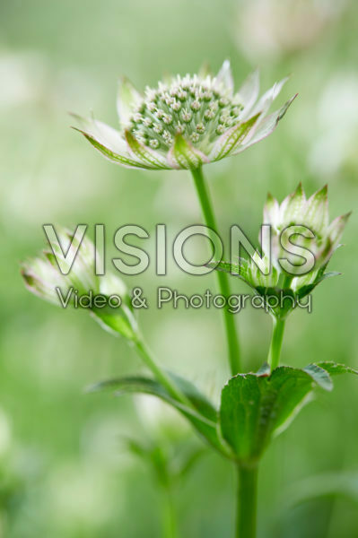 Astrantia major Florence Astrantia major Florence