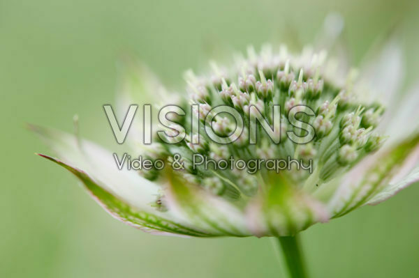 Astrantia major Florence