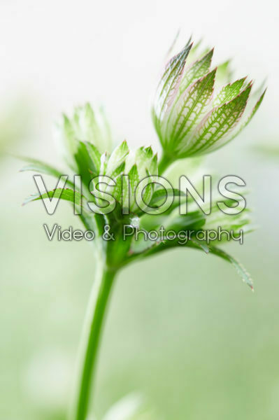 Astrantia major Florence Astrantia major Florence