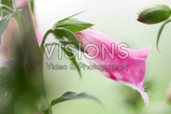 Digitalis Pink Panther Digitalis Pink Panther